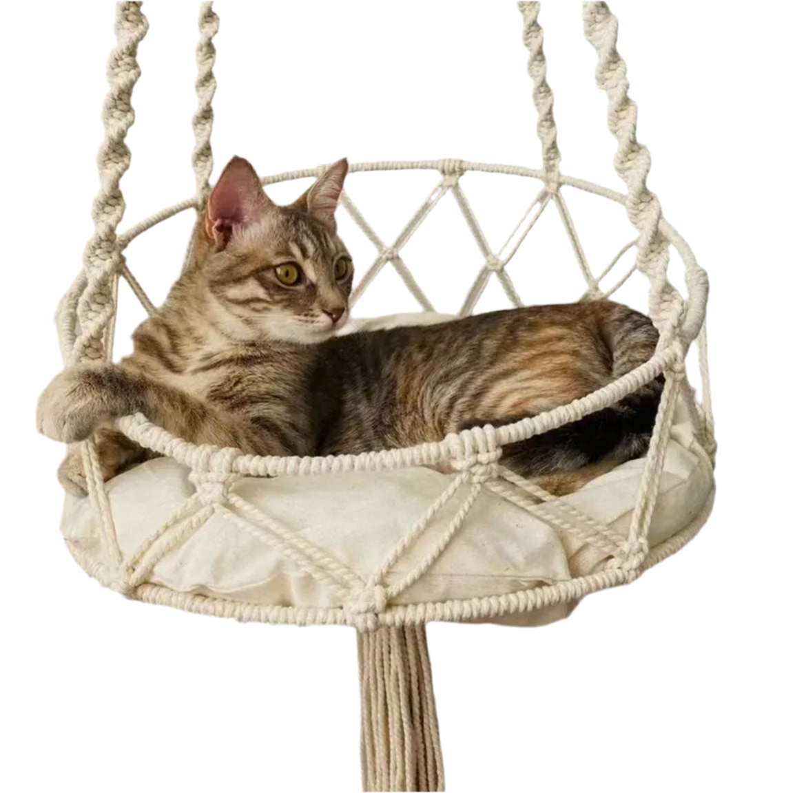 Cat lounging in cream macramé cotton hammock.