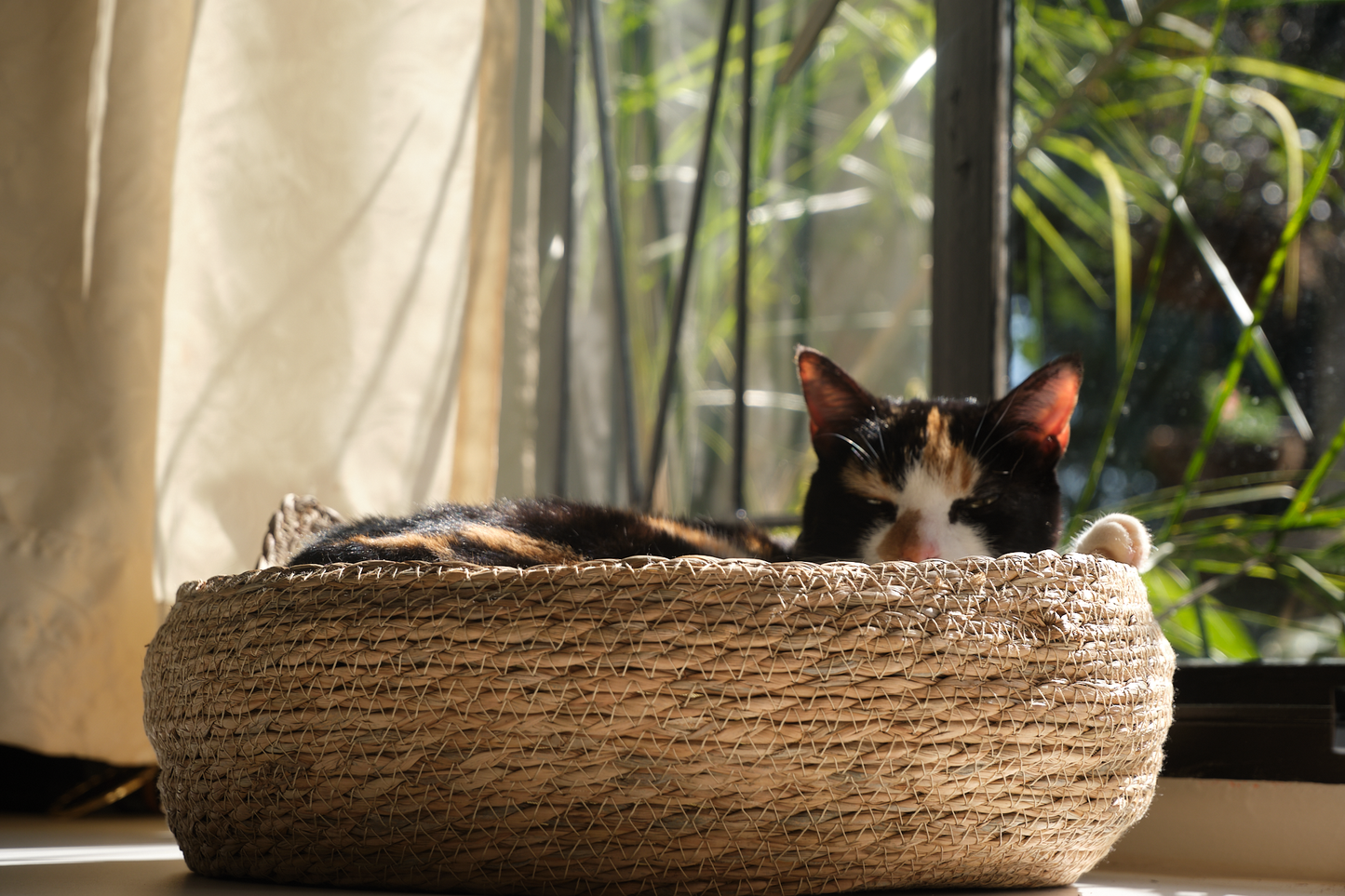 A black-dominant calico cat named Marmite lounges in a luxury round woven cat bed called The Verdict. Featuring a coat with black, orange, and white patches, Marmite appears completely relaxed and elevated in her perch. The woven cat bed is made from natural fibres and includes a soft, removable cushion. This stylish indoor cat bed serves as a perfect lounging spot and observation perch for cats. Captured in soft natural light, the scene reflects feline comfort, passive judgment, and quiet dominance — ideal