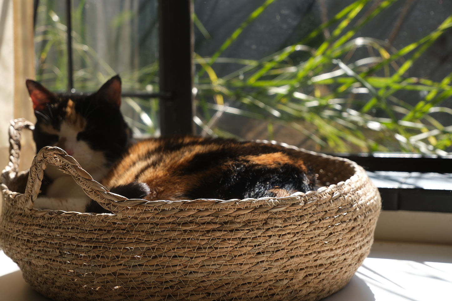 A black-dominant calico cat named Marmite lounges in a luxury round woven cat bed called The Verdict. Featuring a coat with black, orange, and white patches, Marmite appears completely relaxed and elevated in her perch. The woven cat bed is made from natural fibres and includes a soft, removable cushion. This stylish indoor cat bed serves as a perfect lounging spot and observation perch for cats. Captured in soft natural light, the scene reflects feline comfort, passive judgment, and quiet dominance — ideal