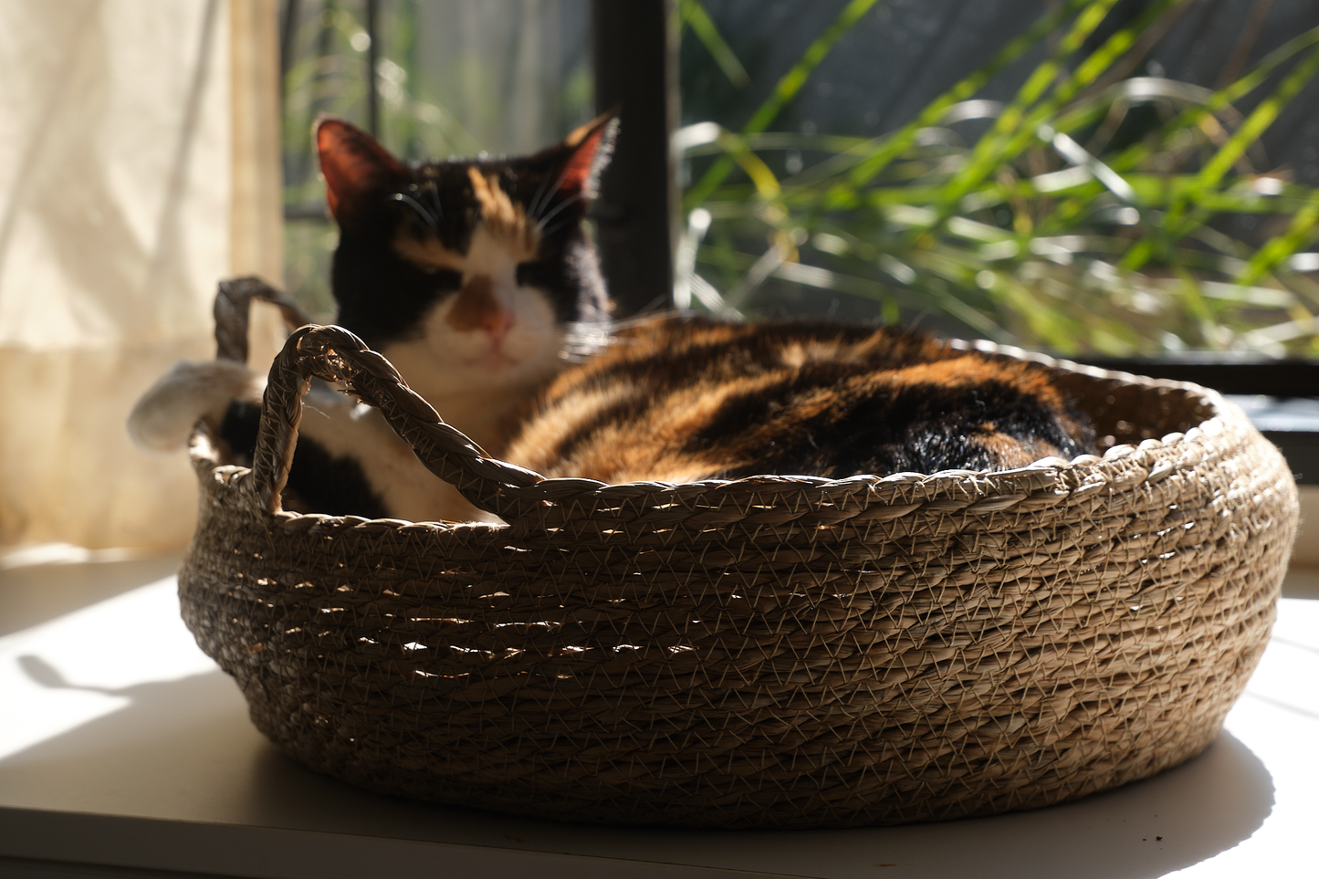 A black-dominant calico cat named Marmite lounges in a luxury round woven cat bed called The Verdict. Featuring a coat with black, orange, and white patches, Marmite appears completely relaxed and elevated in her perch. The woven cat bed is made from natural fibres and includes a soft, removable cushion. This stylish indoor cat bed serves as a perfect lounging spot and observation perch for cats. Captured in soft natural light, the scene reflects feline comfort, passive judgment, and quiet dominance — ideal