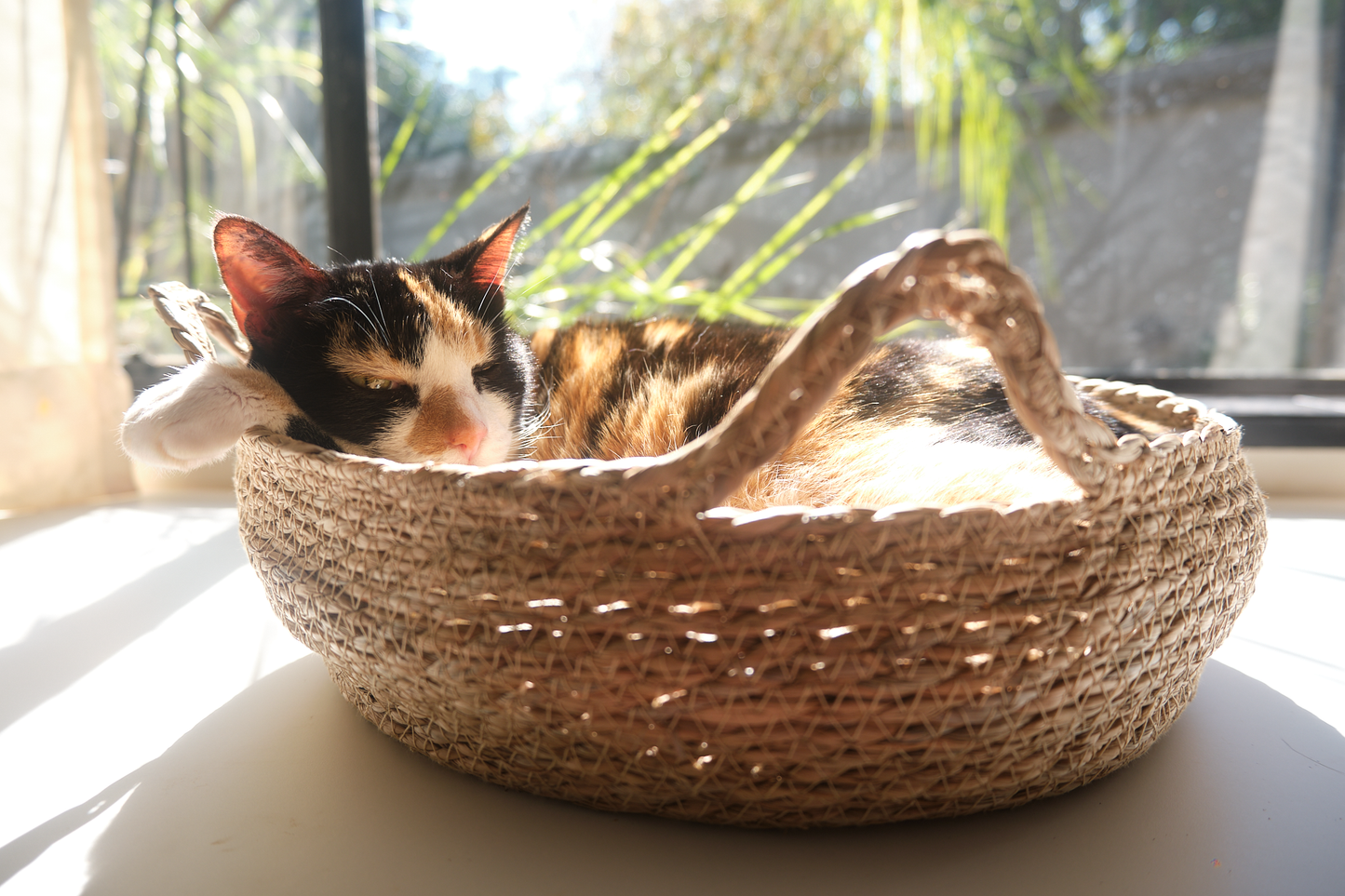 A black-dominant calico cat named Marmite lounges in a luxury round woven cat bed called The Verdict. Featuring a coat with black, orange, and white patches, Marmite appears completely relaxed and elevated in her perch. The woven cat bed is made from natural fibres and includes a soft, removable cushion. This stylish indoor cat bed serves as a perfect lounging spot and observation perch for cats. Captured in soft natural light, the scene reflects feline comfort, passive judgment, and quiet dominance — ideal