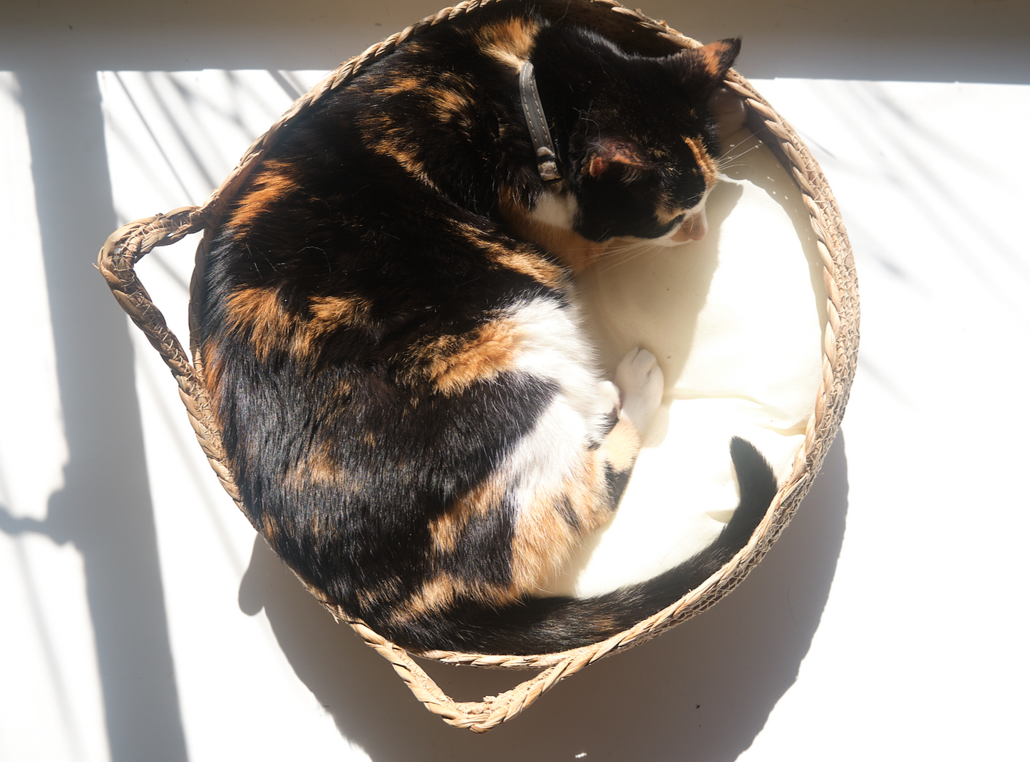 A black-dominant calico cat named Marmite lounges in a luxury round woven cat bed called The Verdict. Featuring a coat with black, orange, and white patches, Marmite appears completely relaxed and elevated in her perch. The woven cat bed is made from natural fibres and includes a soft, removable cushion. This stylish indoor cat bed serves as a perfect lounging spot and observation perch for cats. Captured in soft natural light, the scene reflects feline comfort, passive judgment, and quiet dominance — ideal