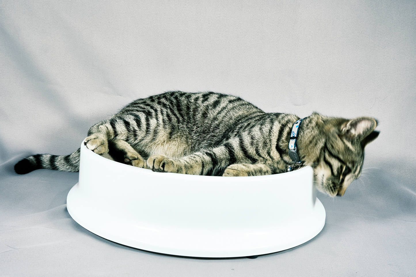 The Round Table | Cat Scratcher Bed – Durable Cardboard Lounge for Sleeping & Play