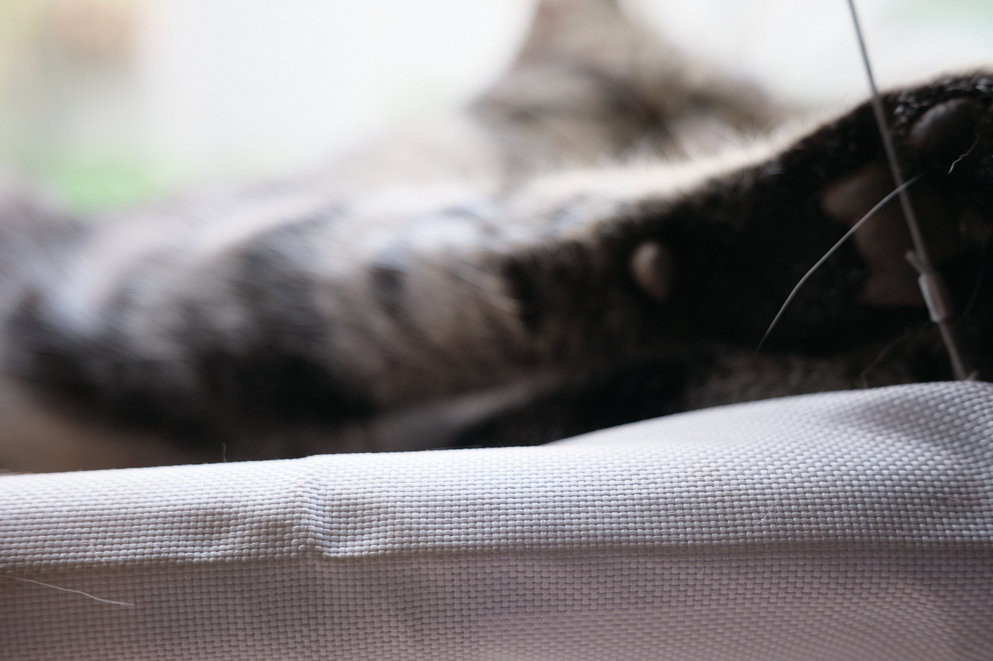 The Stakeout Perch | Cat Window Hammock with Strong Suction Cups