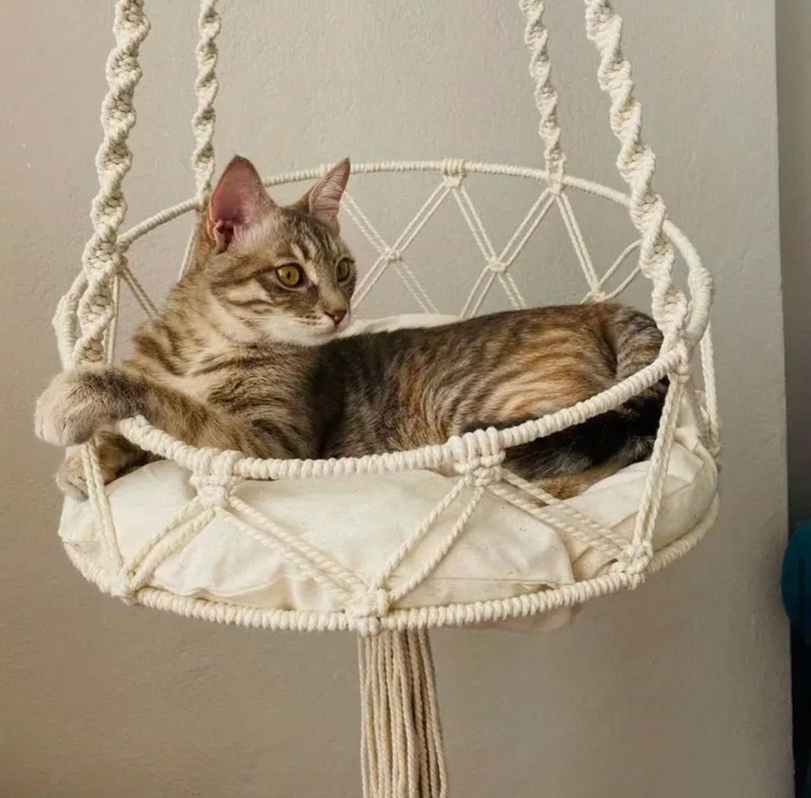Cat lounging in cream macramé cotton hammock.