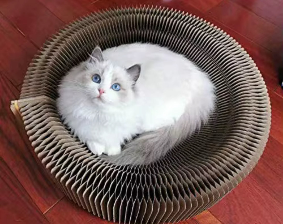 Cat lounging comfortably in round cardboard cat scratcher bed