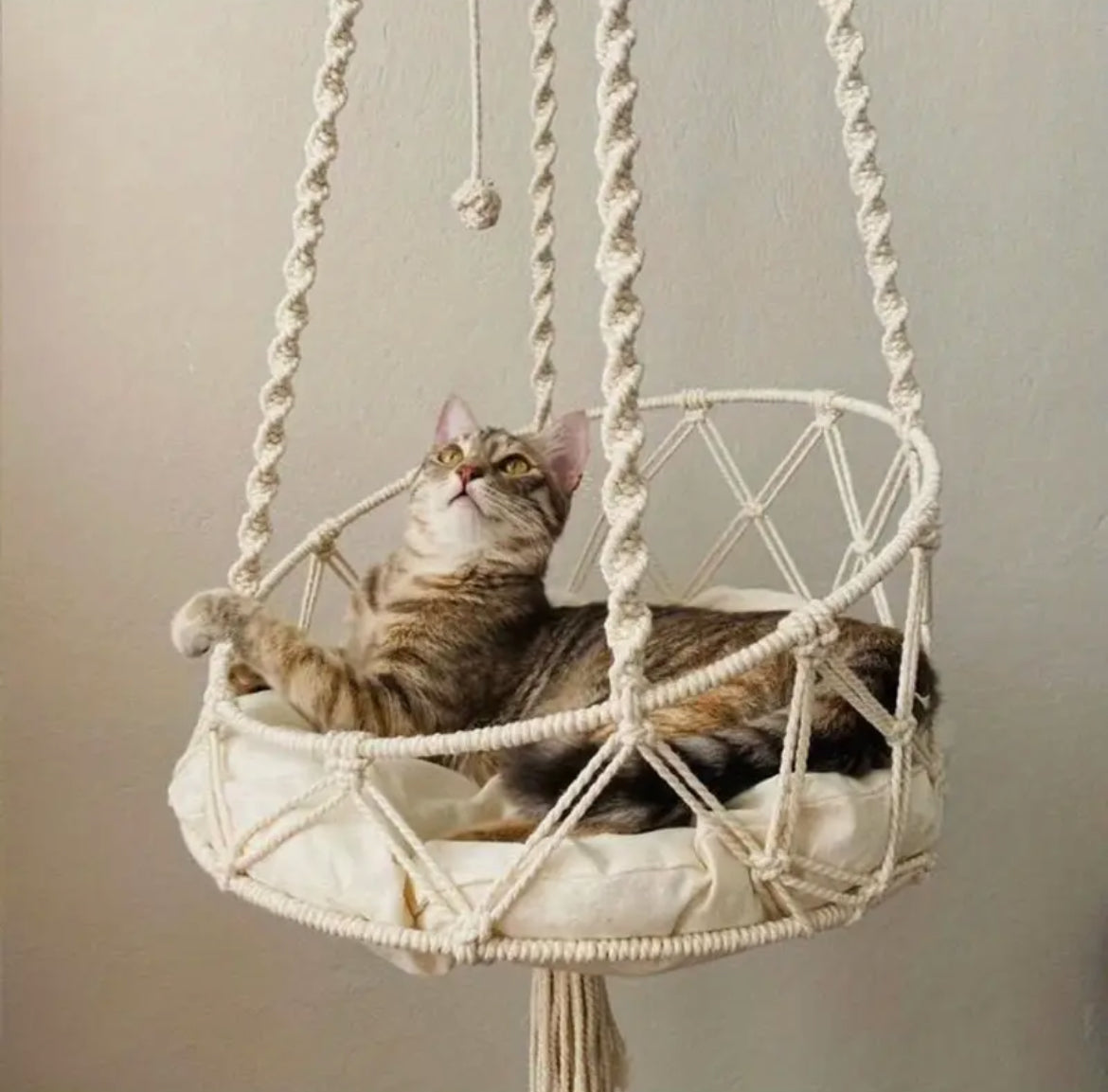 Cat resting in 40 cm rope swing seat.