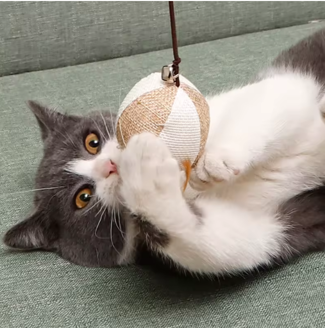 cat playing with feather wand toy