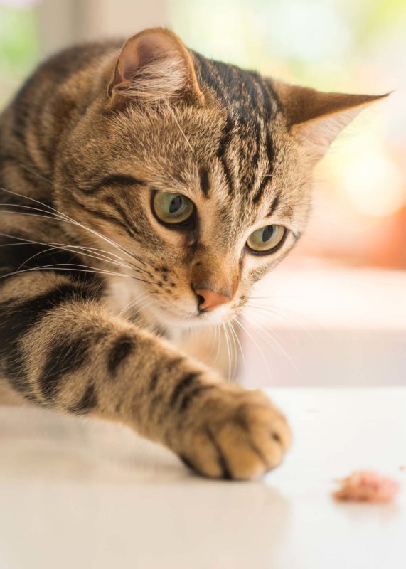Healthy adult tabby cat – supported by Ultra Pet Grain-Free diet