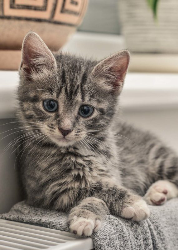 Healthy grey tabby kitten – example of growth supported by Ultra Pet Kitten Food