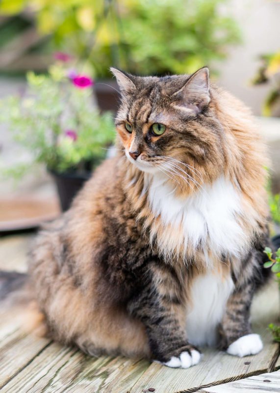 Fluffy overweight tabby cat – supported by Ultra Pet Metabo-Lite weight-loss food.