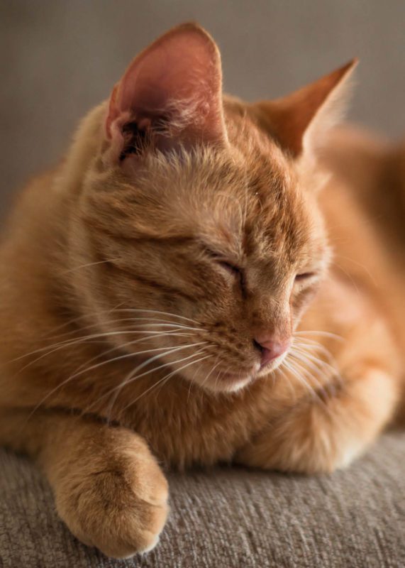 Ultra Pet Optimal Balance Senior Cat Food – Chicken