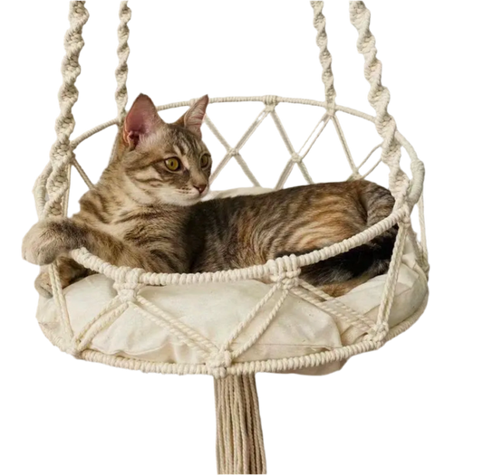 Cat lounging in cream macramé cotton hammock.