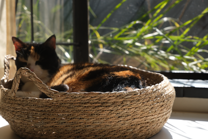 A black-dominant calico cat named Marmite lounges in a luxury round woven cat bed called The Verdict. Featuring a coat with black, orange, and white patches, Marmite appears completely relaxed and elevated in her perch. The woven cat bed is made from natural fibres and includes a soft, removable cushion. This stylish indoor cat bed serves as a perfect lounging spot and observation perch for cats. Captured in soft natural light, the scene reflects feline comfort, passive judgment, and quiet dominance — ideal
