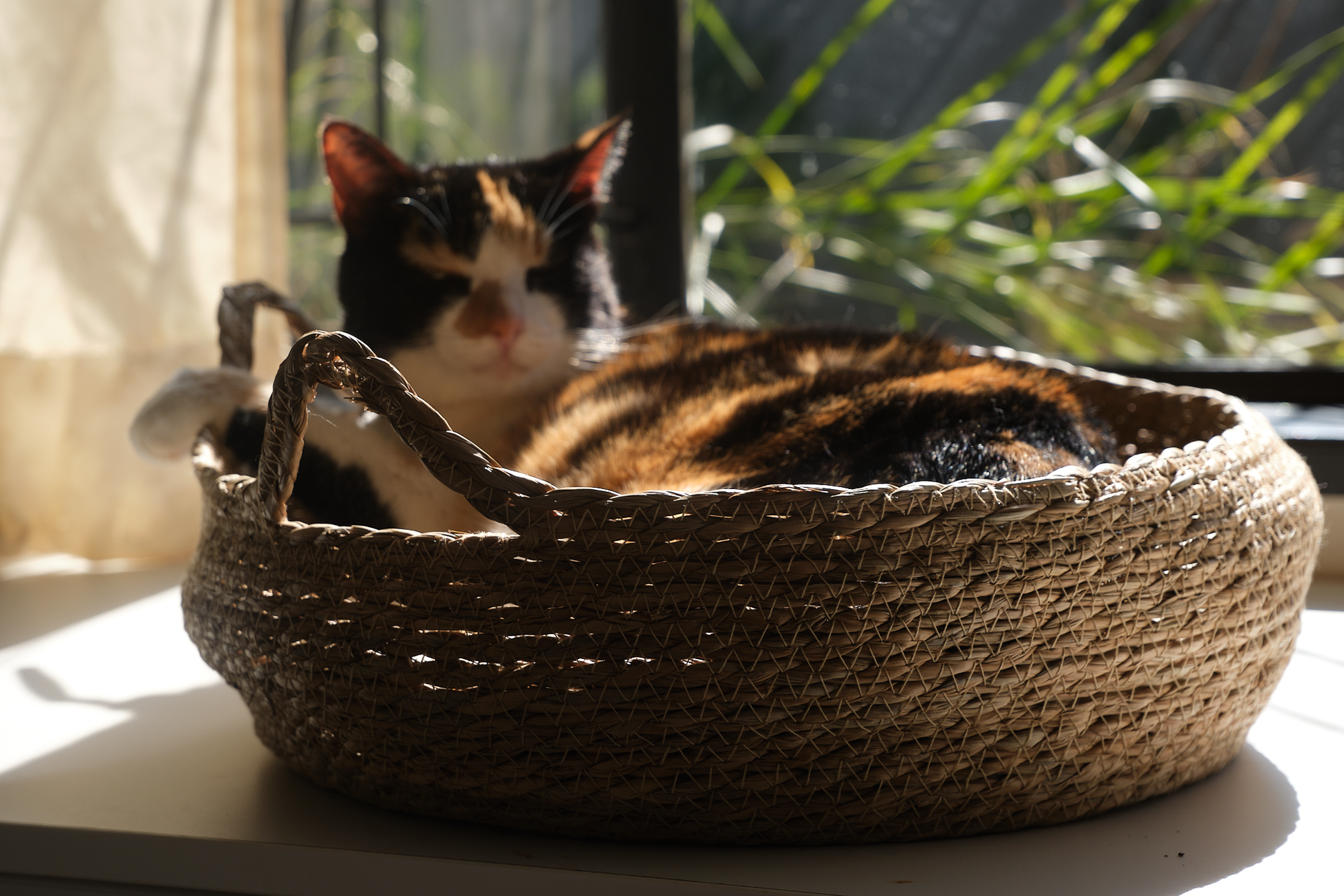 A black-dominant calico cat named Marmite lounges in a luxury round woven cat bed called The Verdict. Featuring a coat with black, orange, and white patches, Marmite appears completely relaxed and elevated in her perch. The woven cat bed is made from natural fibres and includes a soft, removable cushion. This stylish indoor cat bed serves as a perfect lounging spot and observation perch for cats. Captured in soft natural light, the scene reflects feline comfort, passive judgment, and quiet dominance — ideal