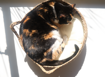 A black-dominant calico cat named Marmite lounges in a luxury round woven cat bed called The Verdict. Featuring a coat with black, orange, and white patches, Marmite appears completely relaxed and elevated in her perch. The woven cat bed is made from natural fibres and includes a soft, removable cushion. This stylish indoor cat bed serves as a perfect lounging spot and observation perch for cats. Captured in soft natural light, the scene reflects feline comfort, passive judgment, and quiet dominance — ideal