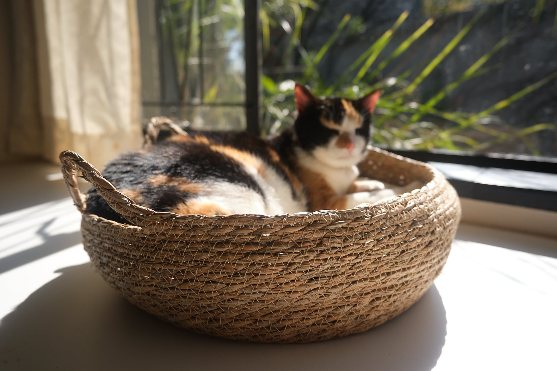 A black-dominant calico cat named Marmite lounges in a luxury round woven cat bed called The Verdict. Featuring a coat with black, orange, and white patches, Marmite appears completely relaxed and elevated in her perch. The woven cat bed is made from natural fibres and includes a soft, removable cushion. This stylish indoor cat bed serves as a perfect lounging spot and observation perch for cats. Captured in soft natural light, the scene reflects feline comfort, passive judgment, and quiet dominance — ideal