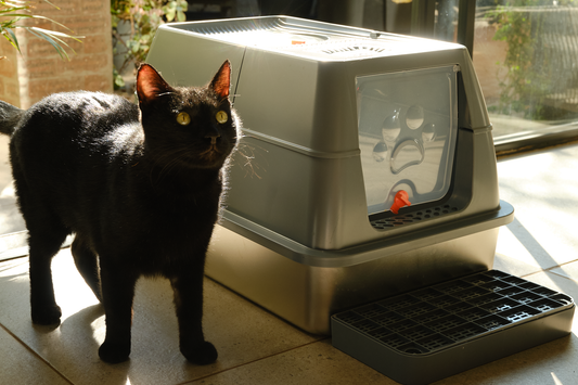 A black cat standing next to a stylish stainless steel cat litter tray with plastic enclosure. 