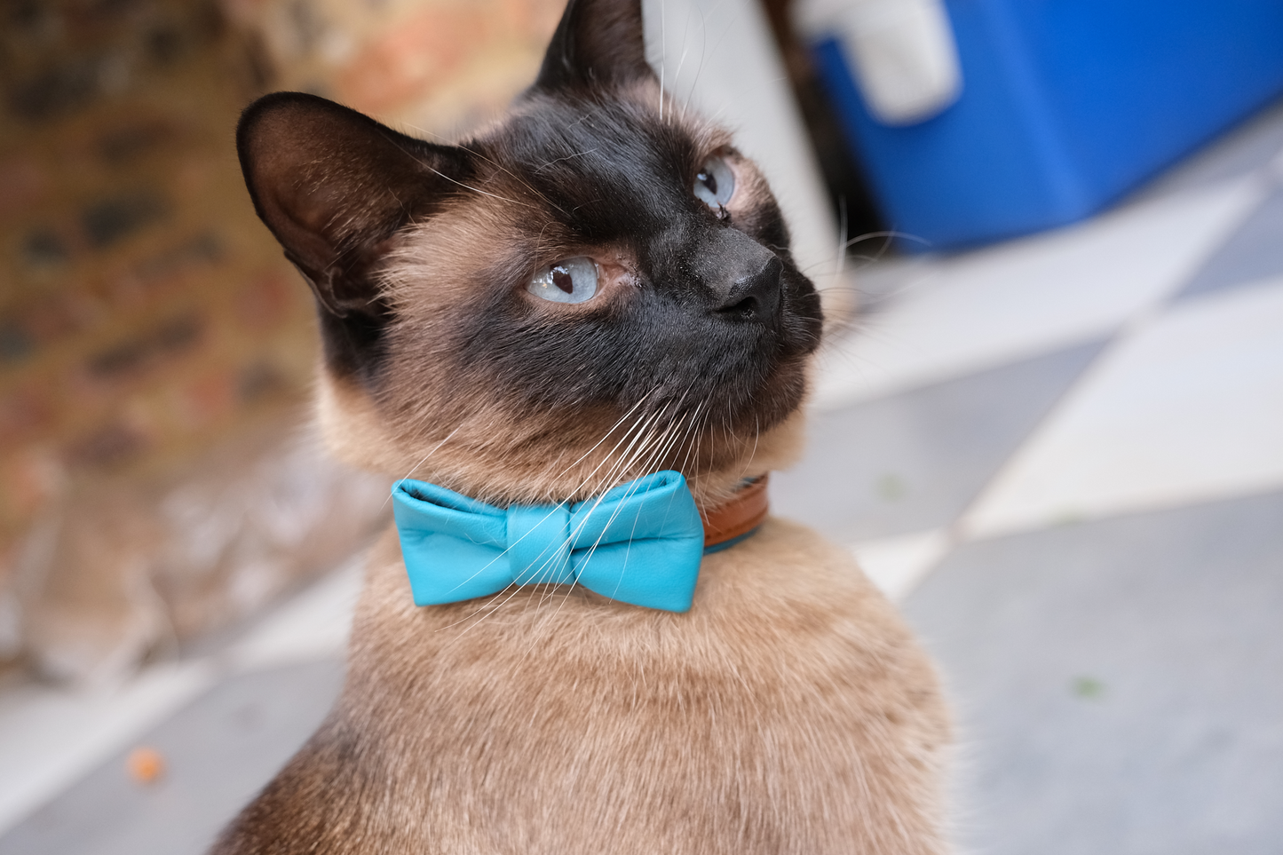 The Rosetta Ruby | Luxury Leather Cat Collar with Removable Bowtie & Bell