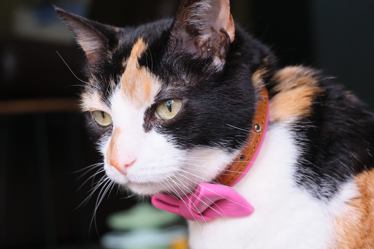 The Rosetta Ruby | Luxury Leather Cat Collar with Removable Bowtie & Bell