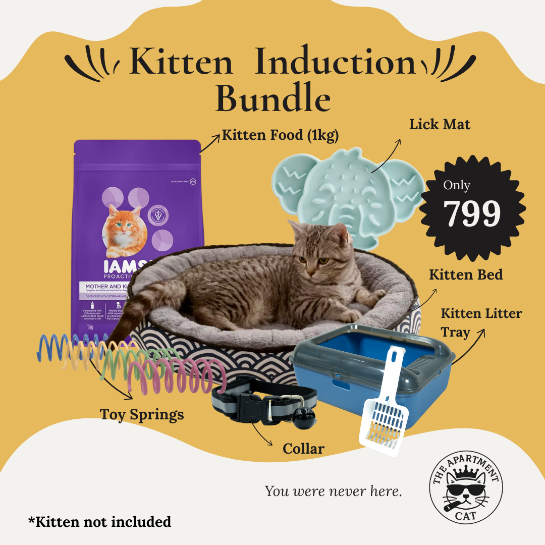 Kitten starter bundle with food, bed, litter tray, collar, lick mat, and toys - The Apartment Cat. 
